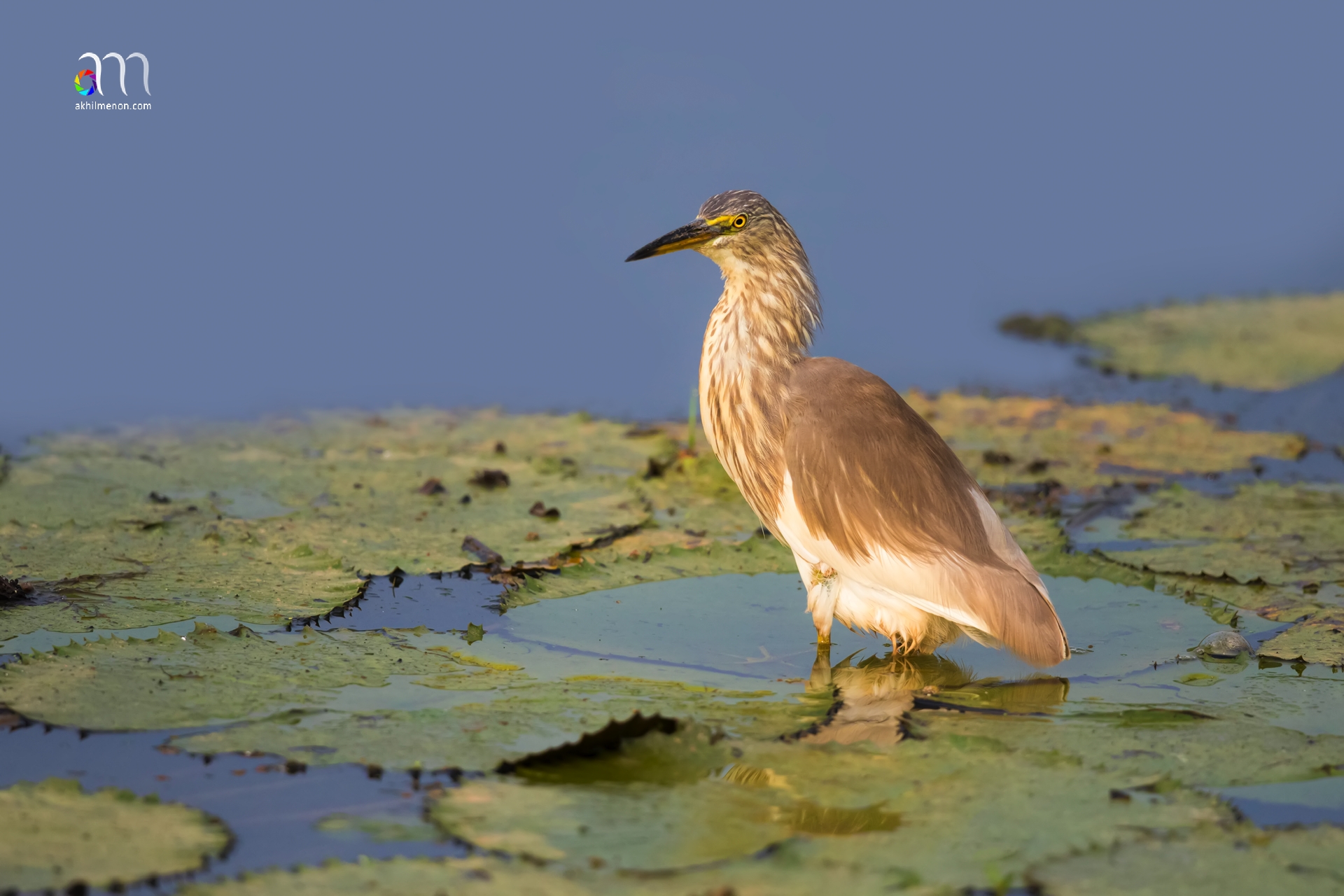 Pond Heron Non-Br