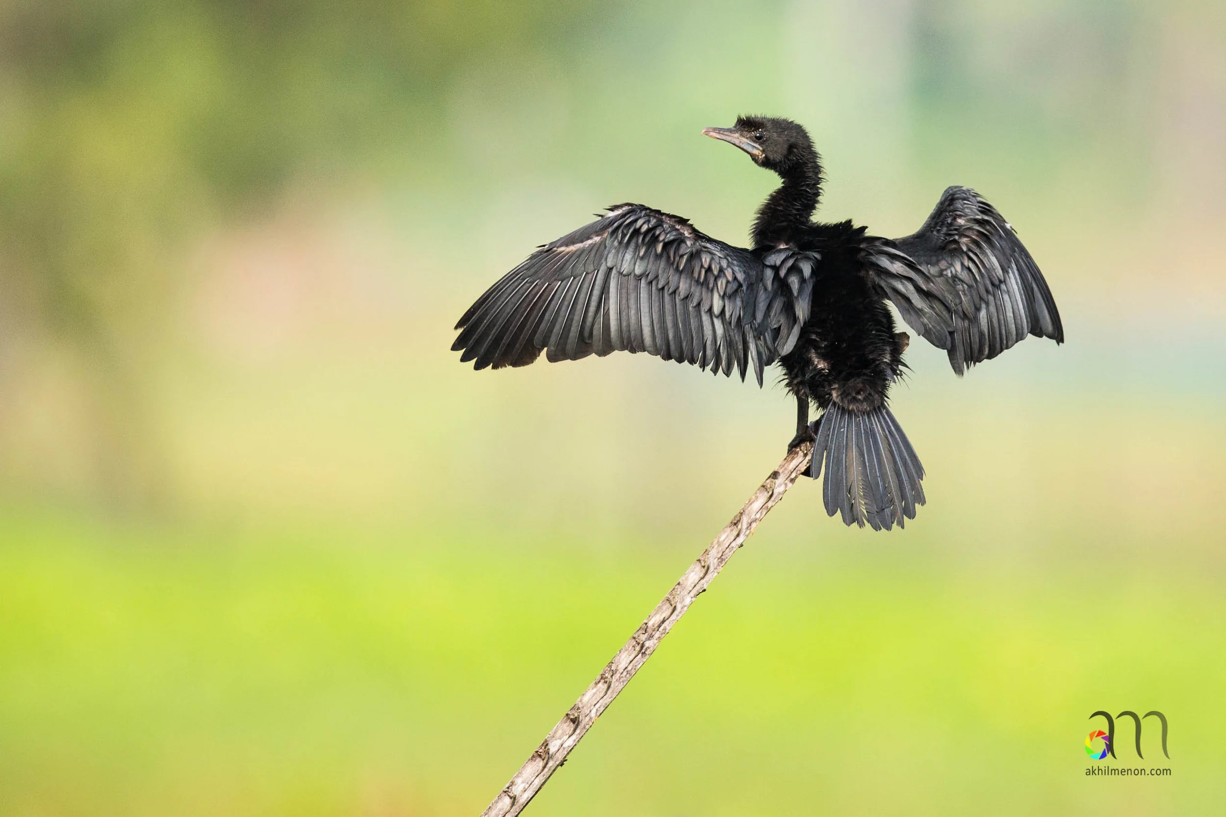 Little Cormorant