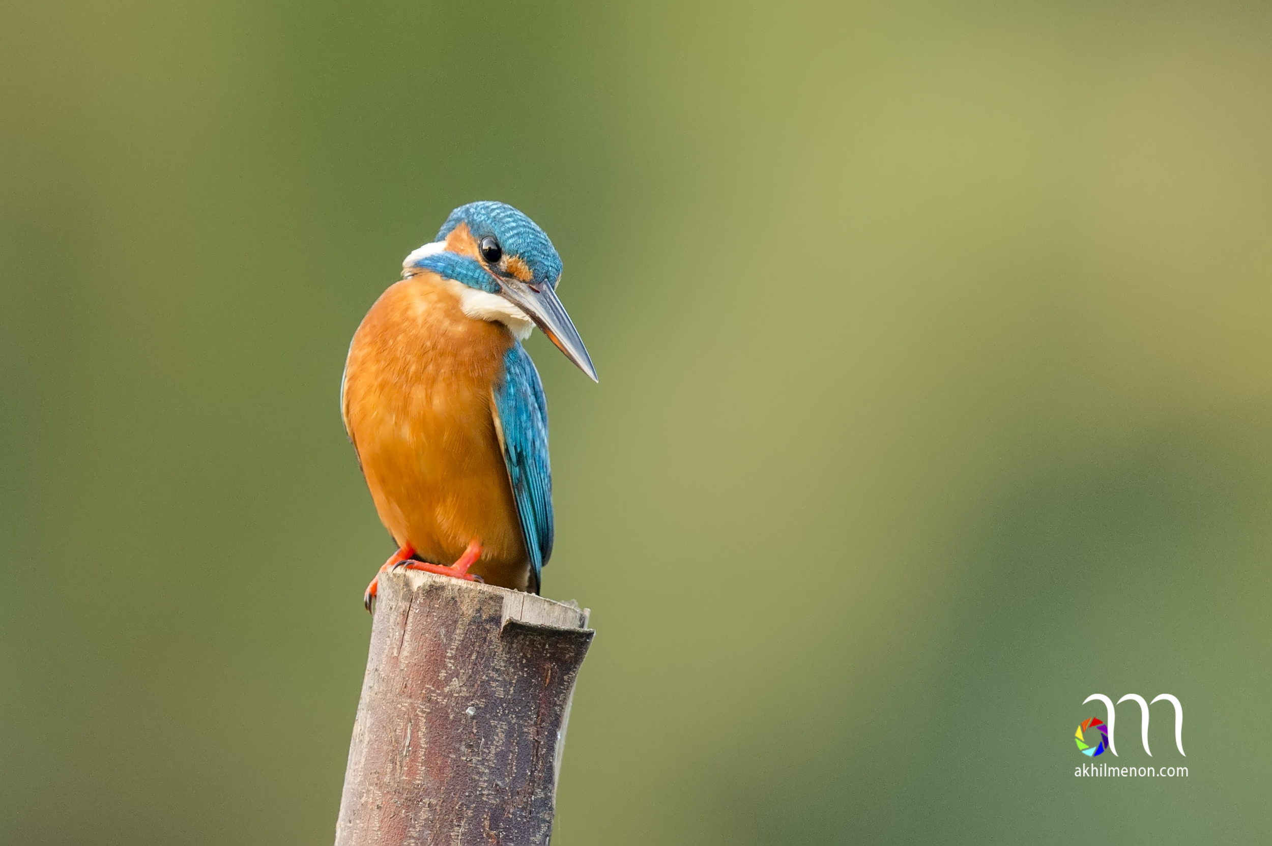 Common Kingfisher