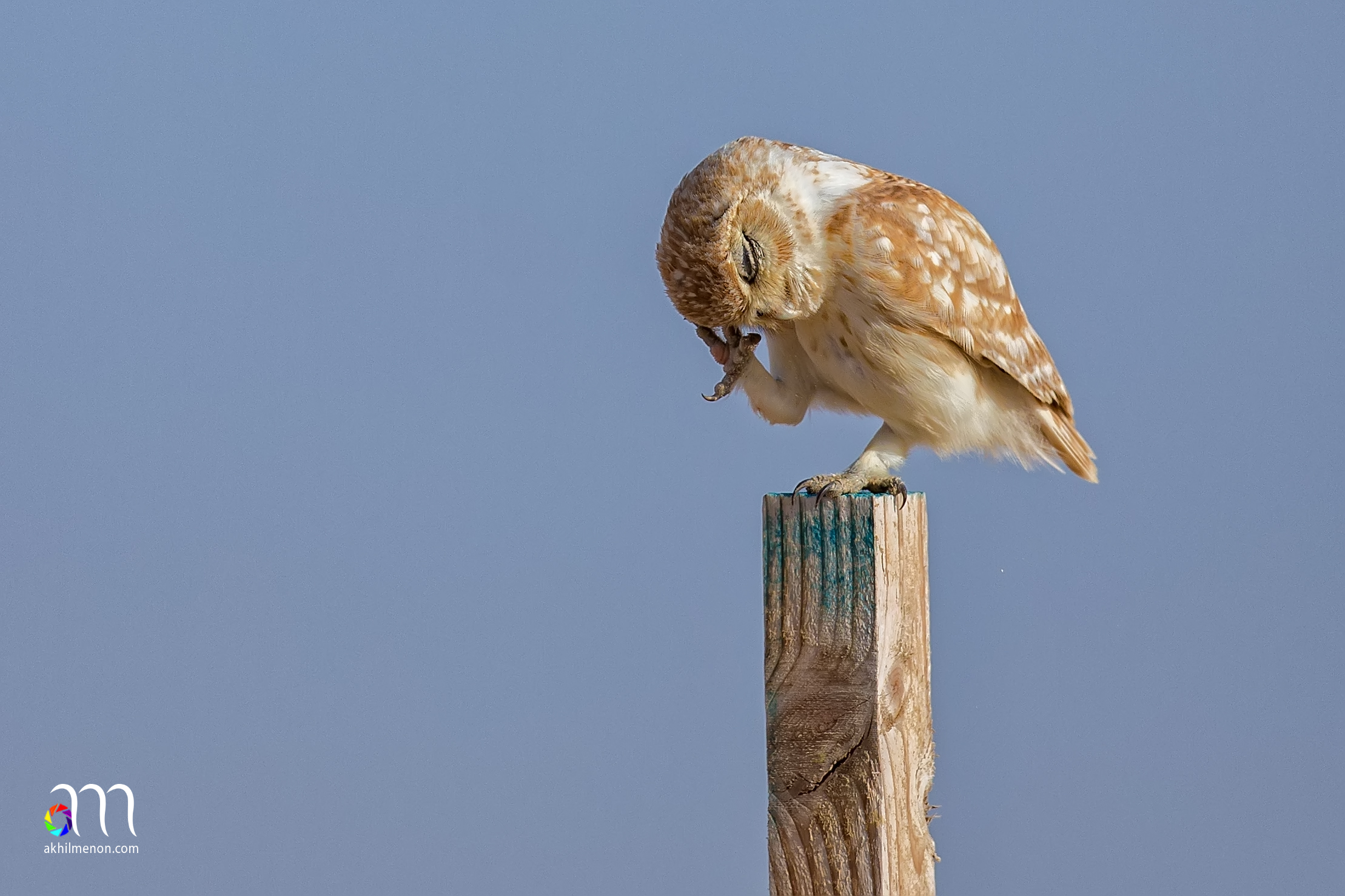 Little Owl