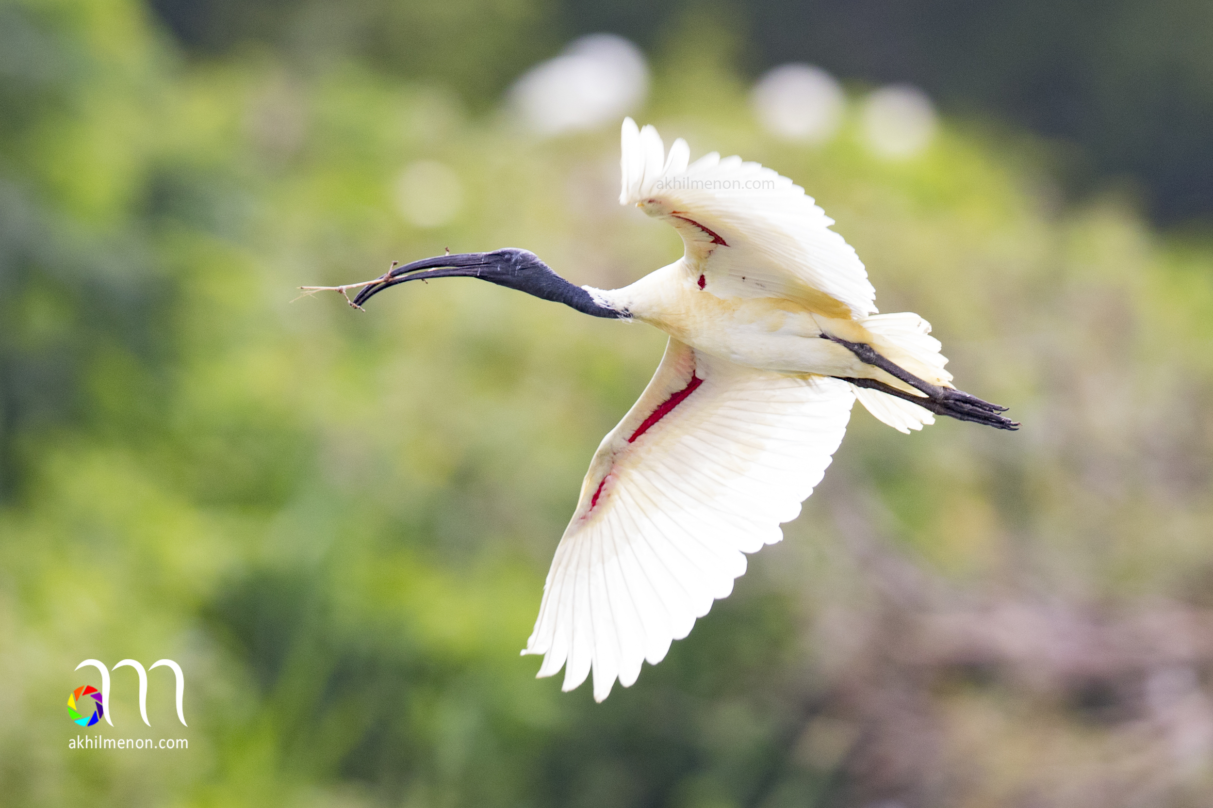 Black headed Ibis