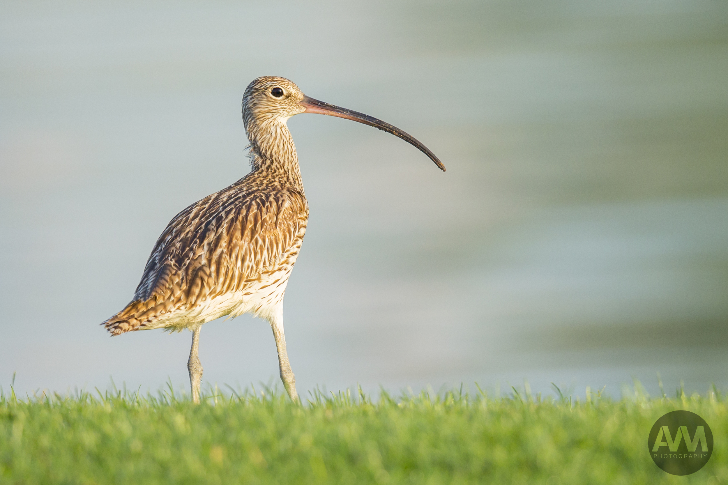 Eurasian Curlew
