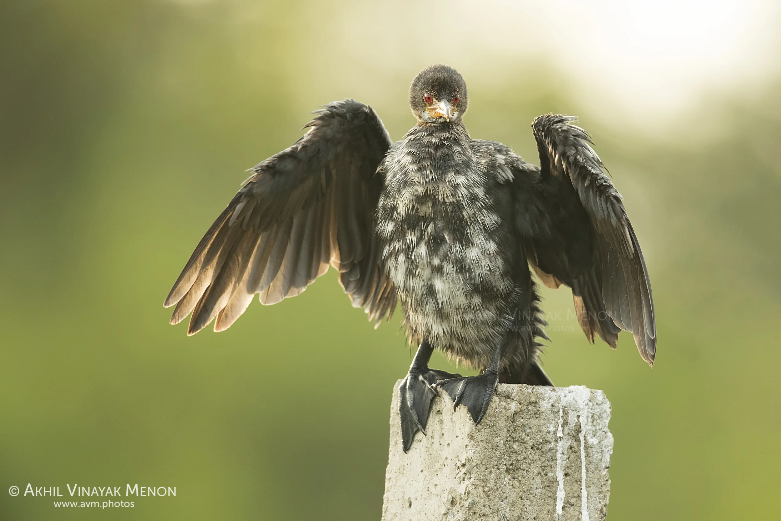 Long Tailed Cormorant