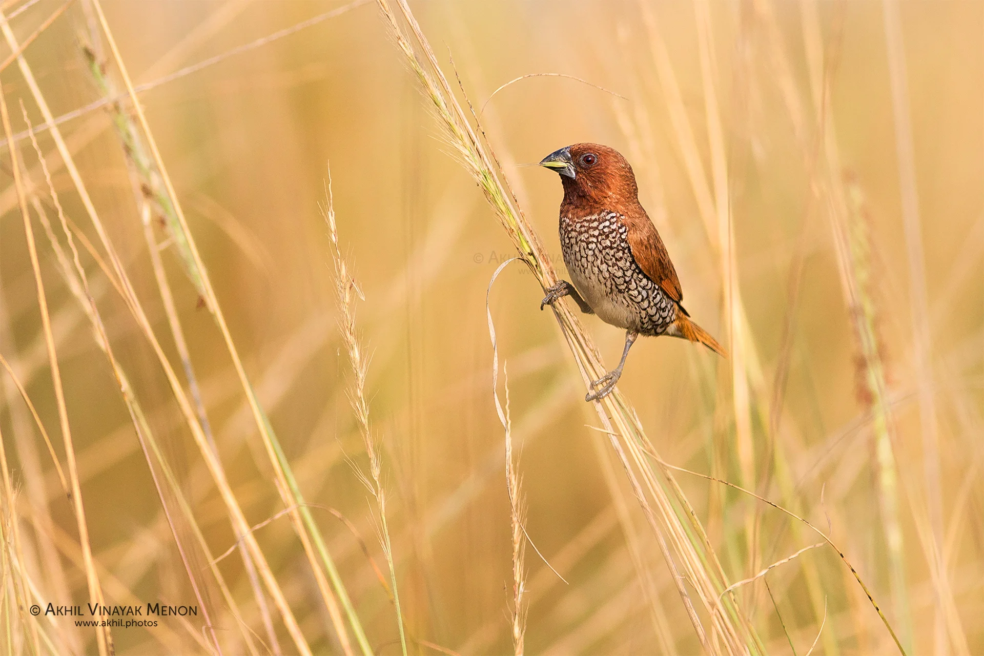 Scaly-breasted Munia