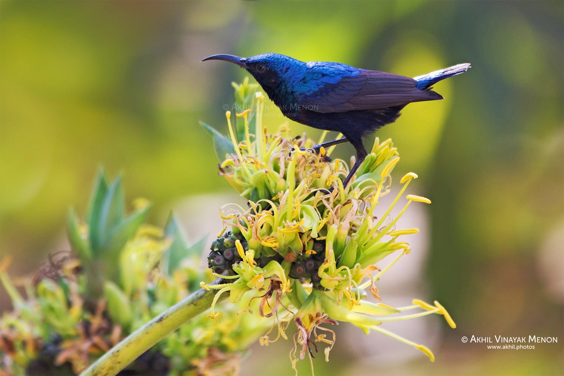 Purple Sunbird