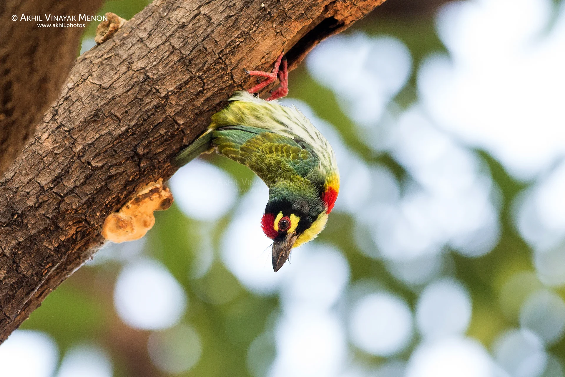 Coppersmith Barbet
