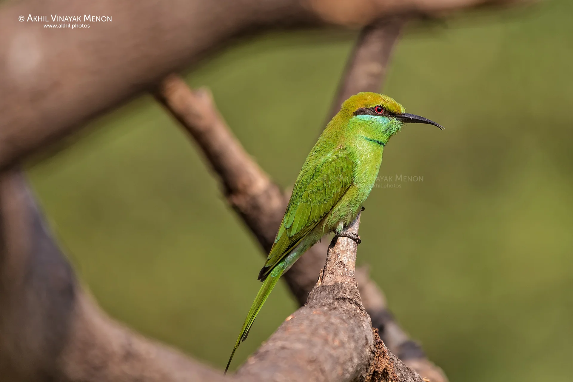 Green Bee-Eater