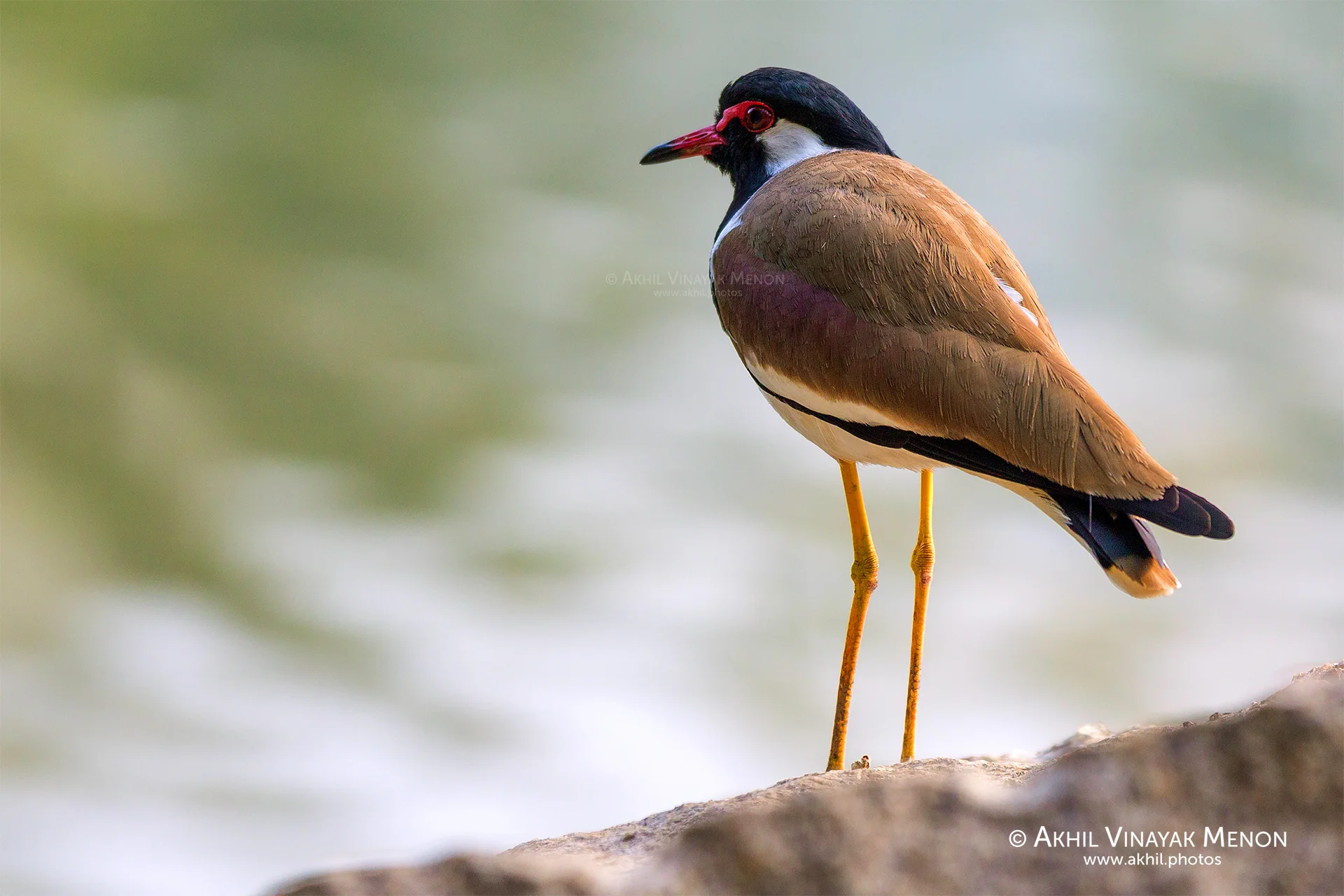 Red Wattled Lapwing