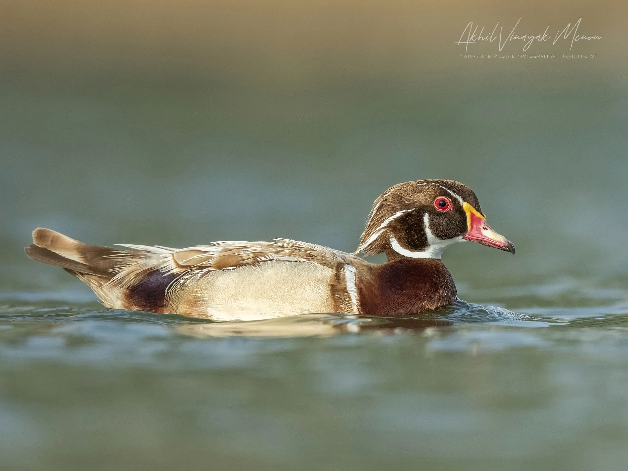 Leucistic Wood Duck