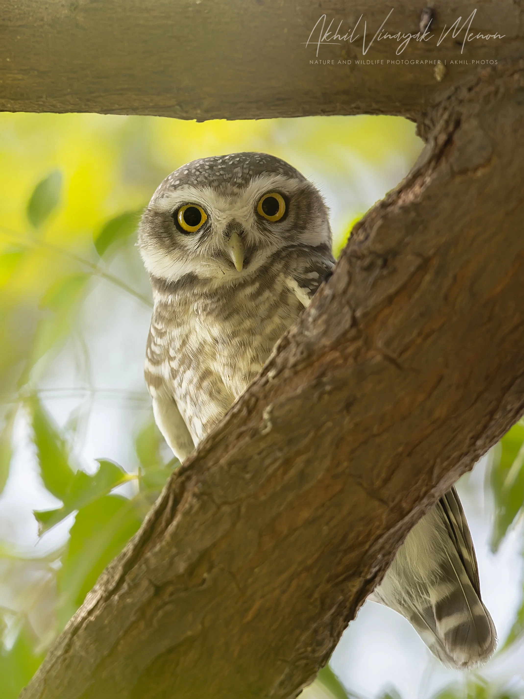 Spotted Owlet