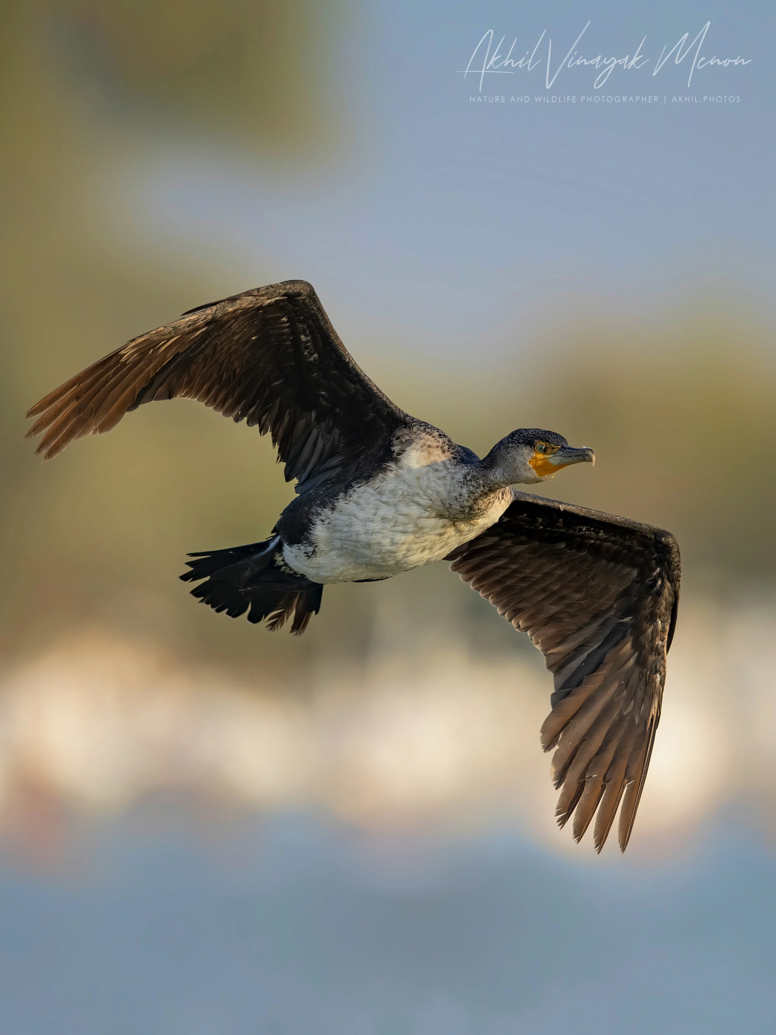 Greater Cormorant