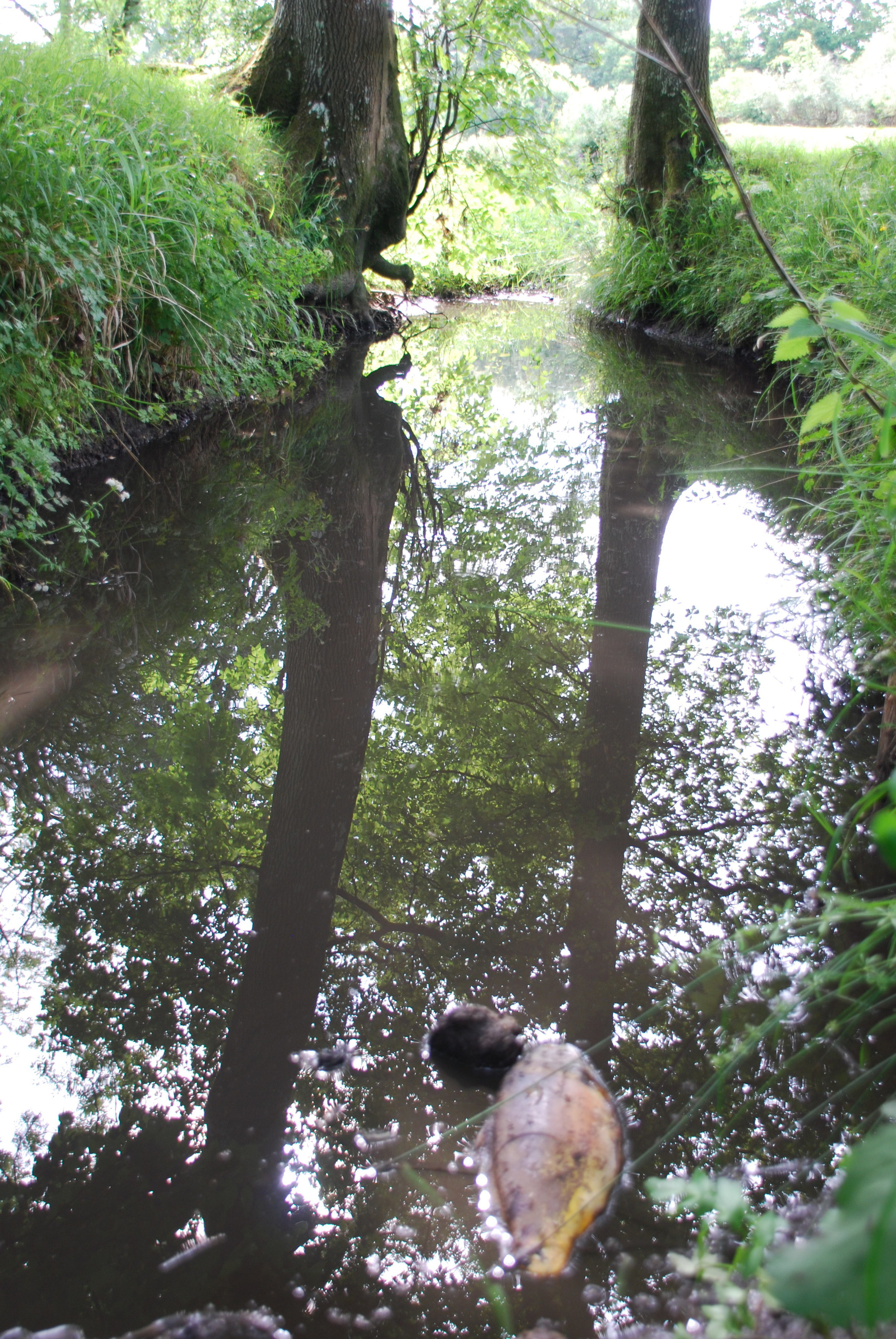 See the dead fish in the foreground