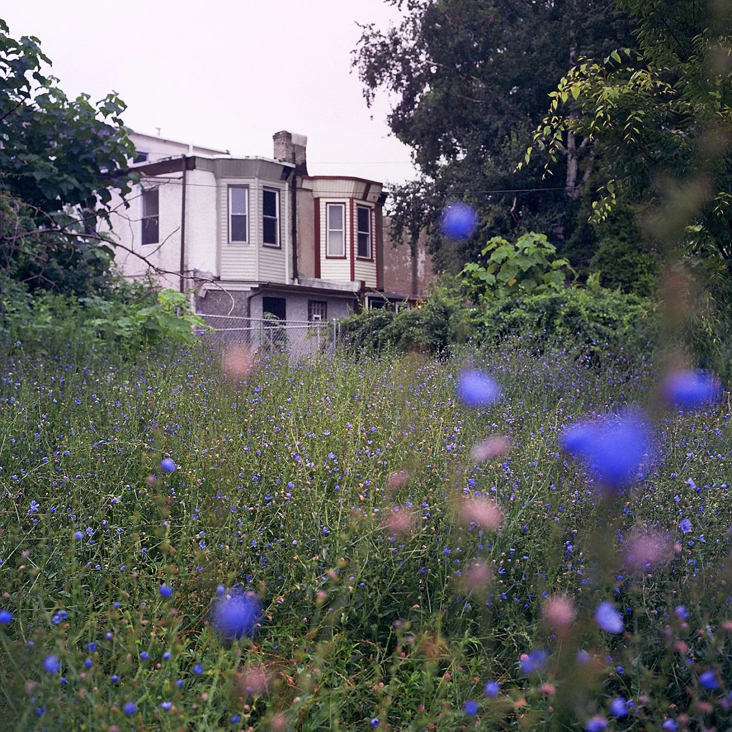BlueMeadow.jpg
