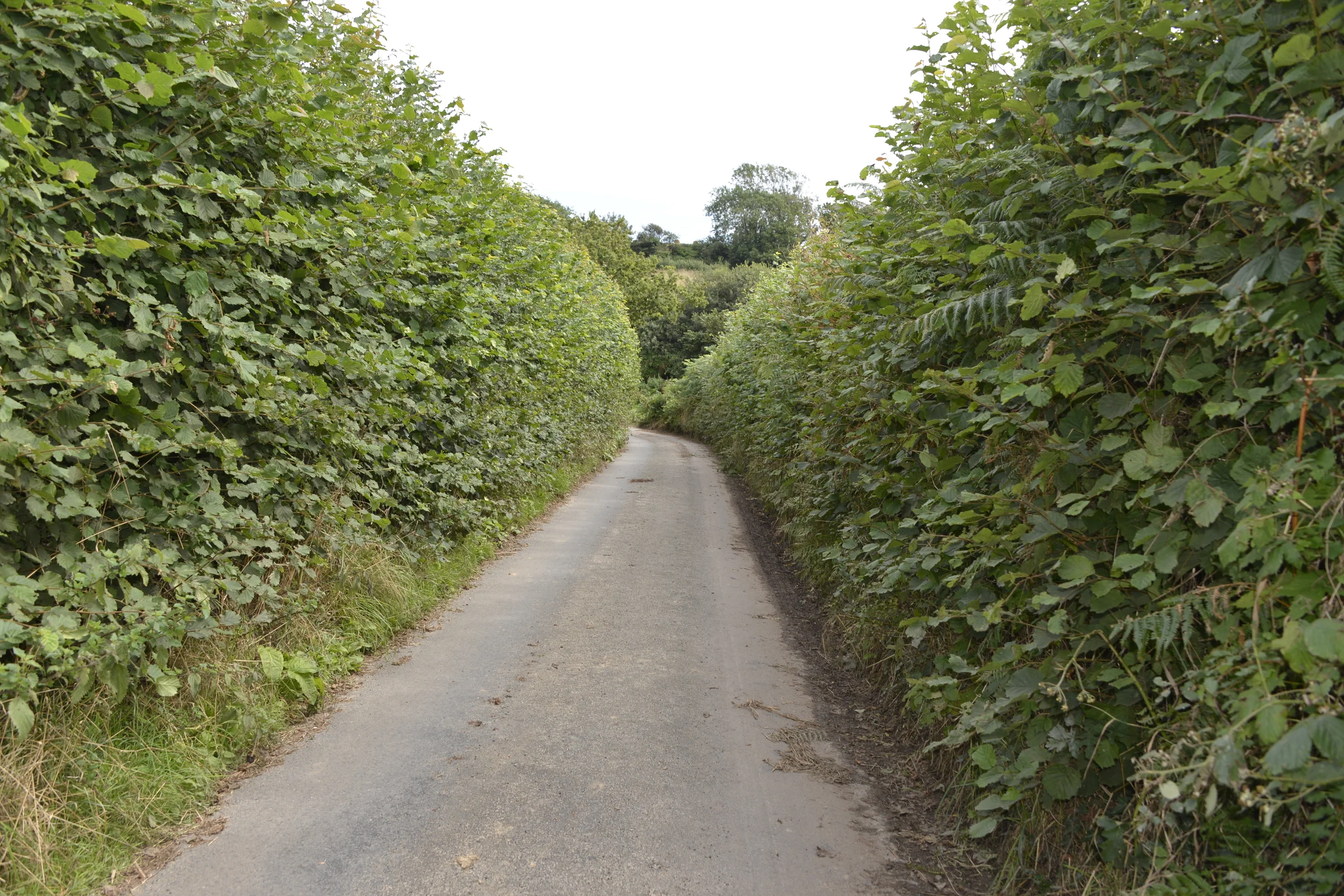 A narrow road in Cornwall