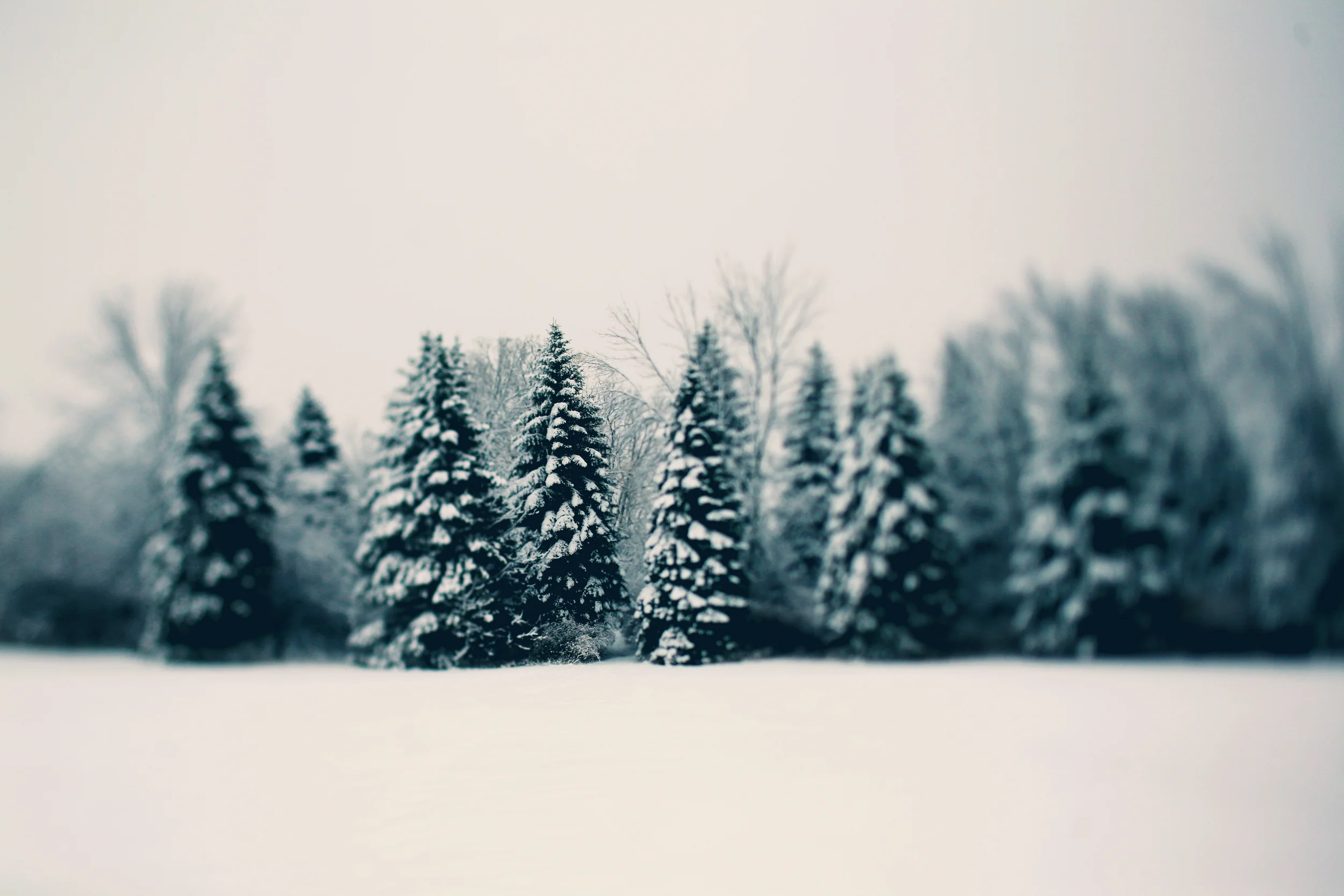 2013 2-27 - Winter - Snowday 062a.jpg