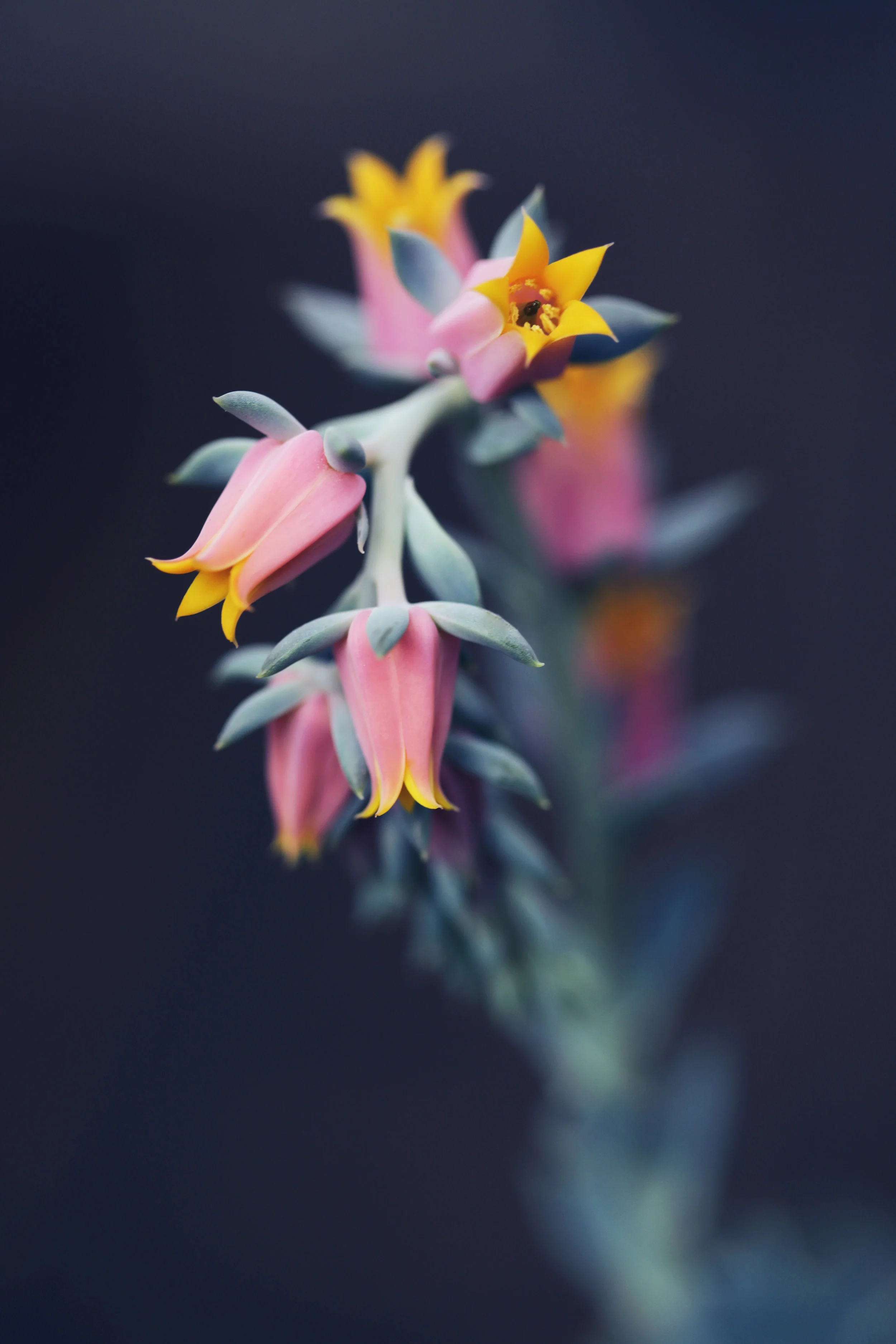 2016 6-15 Home 167a.jpg