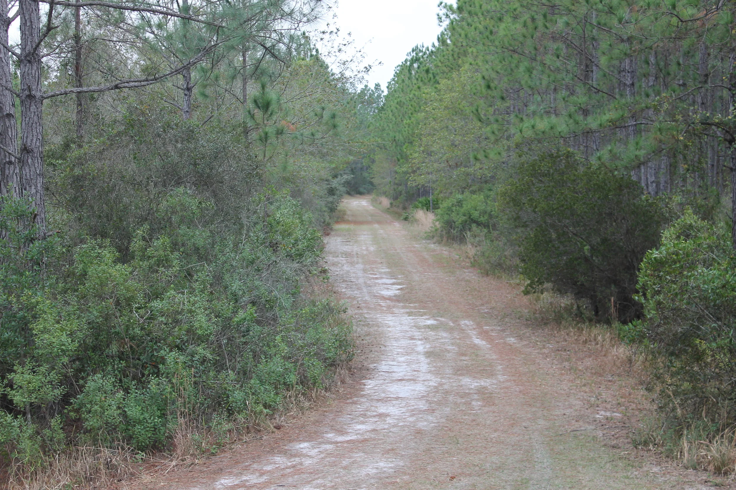 IMG_7599.JPG