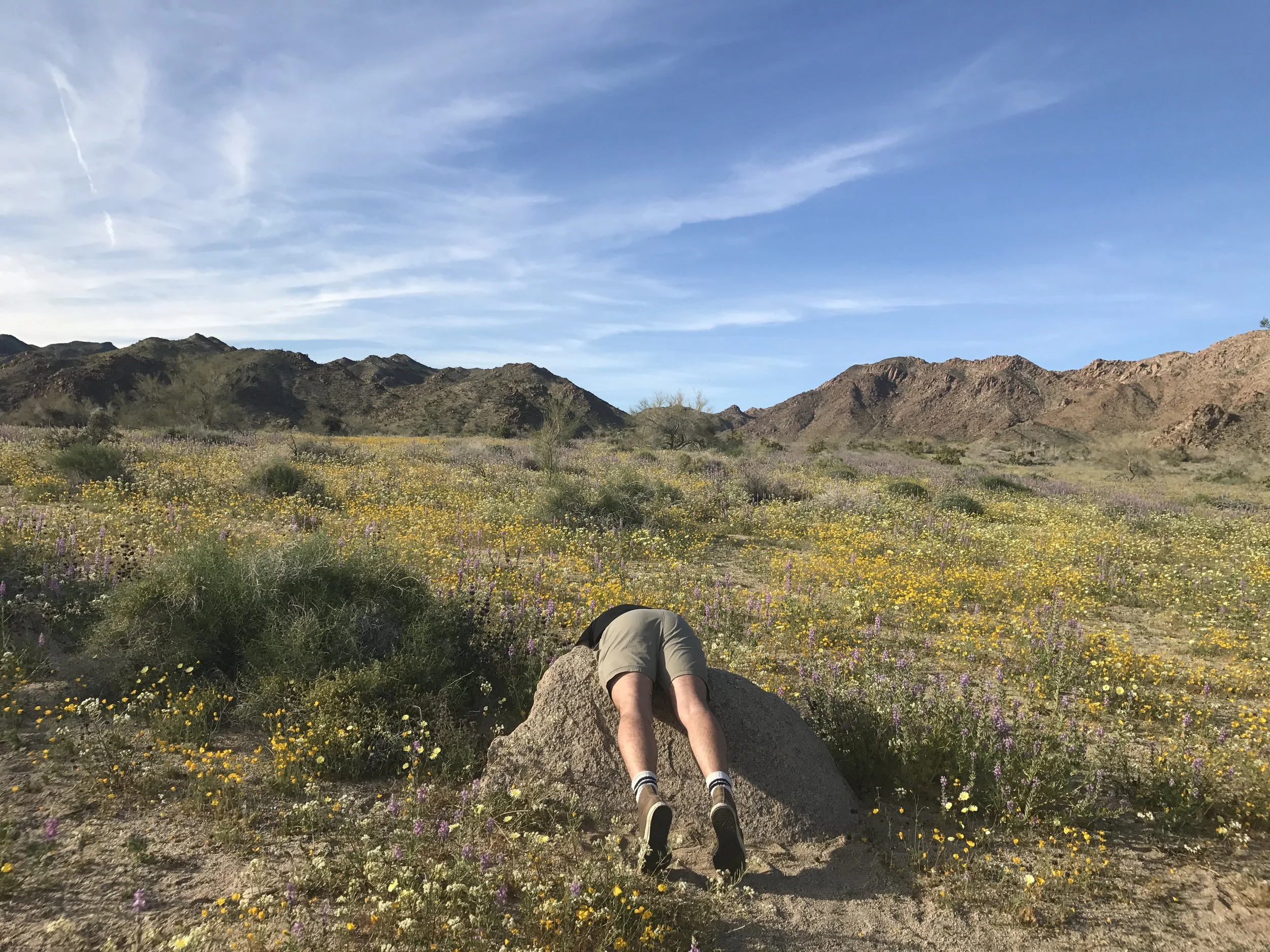 fluf flowers: joshua tree