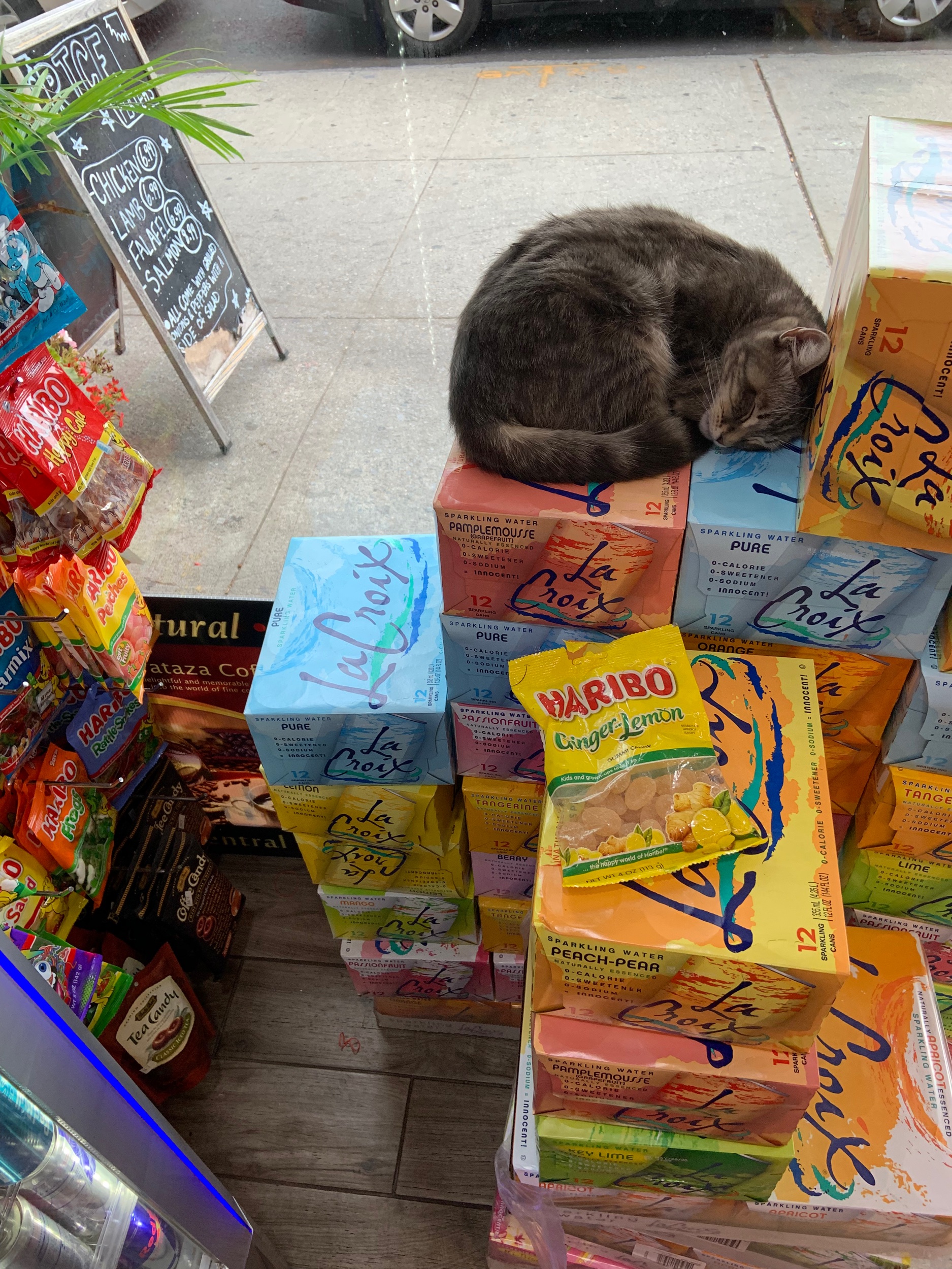 Pamplemousse the bodega cat showing us all how it’s done.