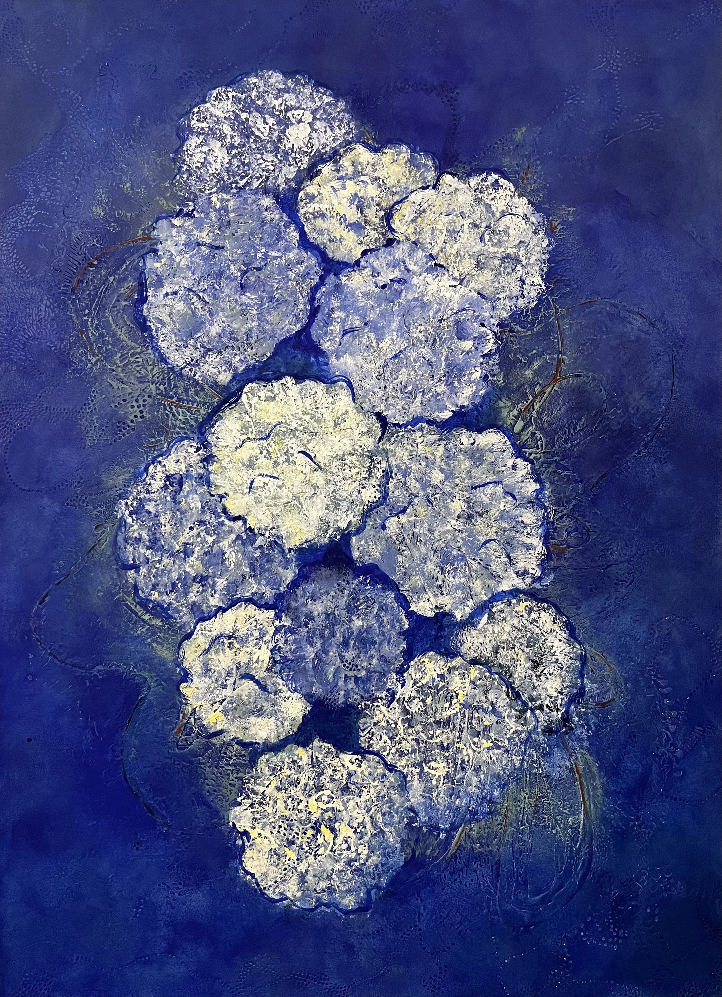 HORTENSIA 