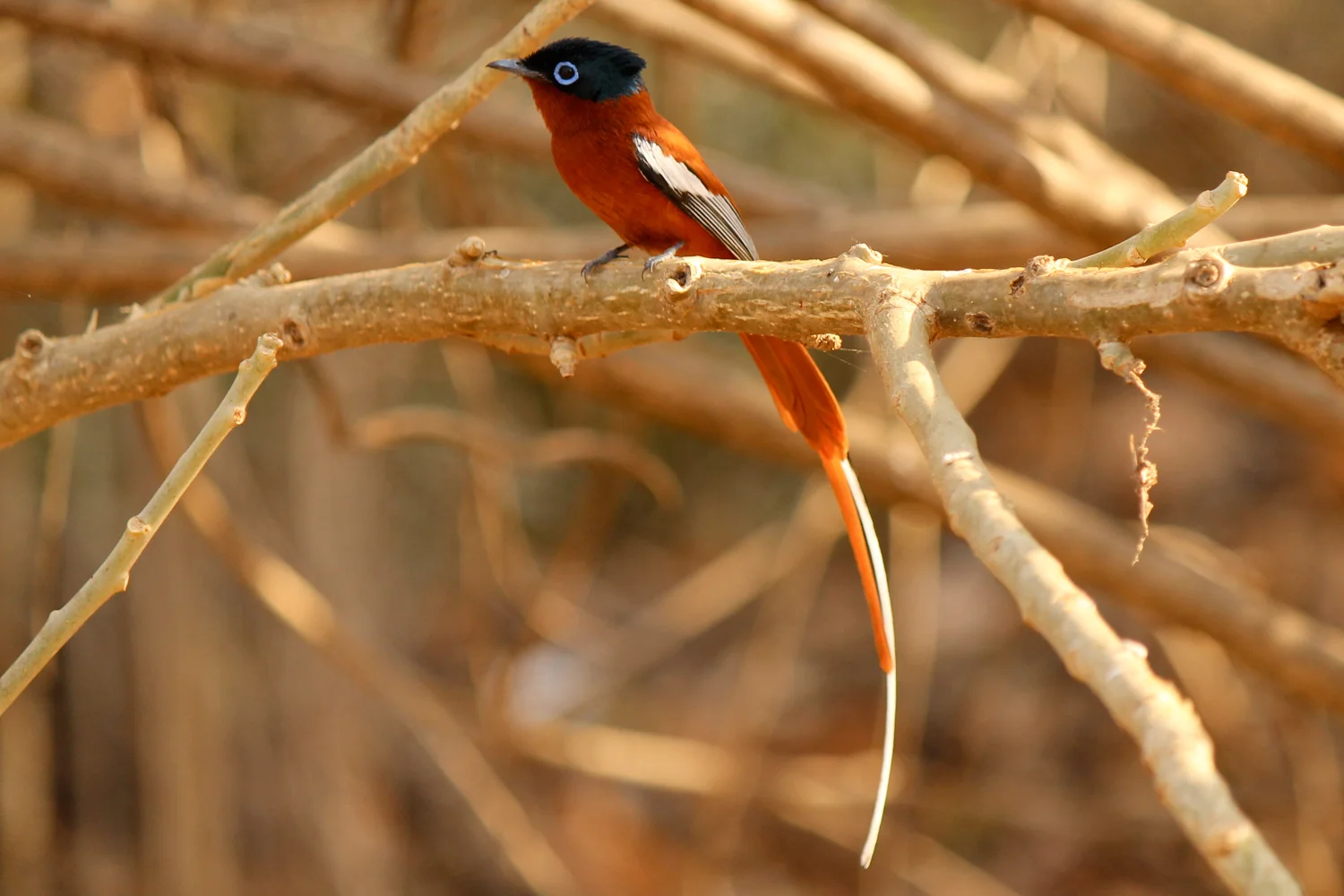 Madagascar paradise flycatcher in the Kirindy Forest.