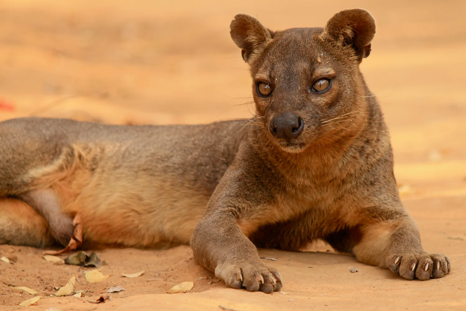 The carnivorous fossa in the Kirindy Forest.
