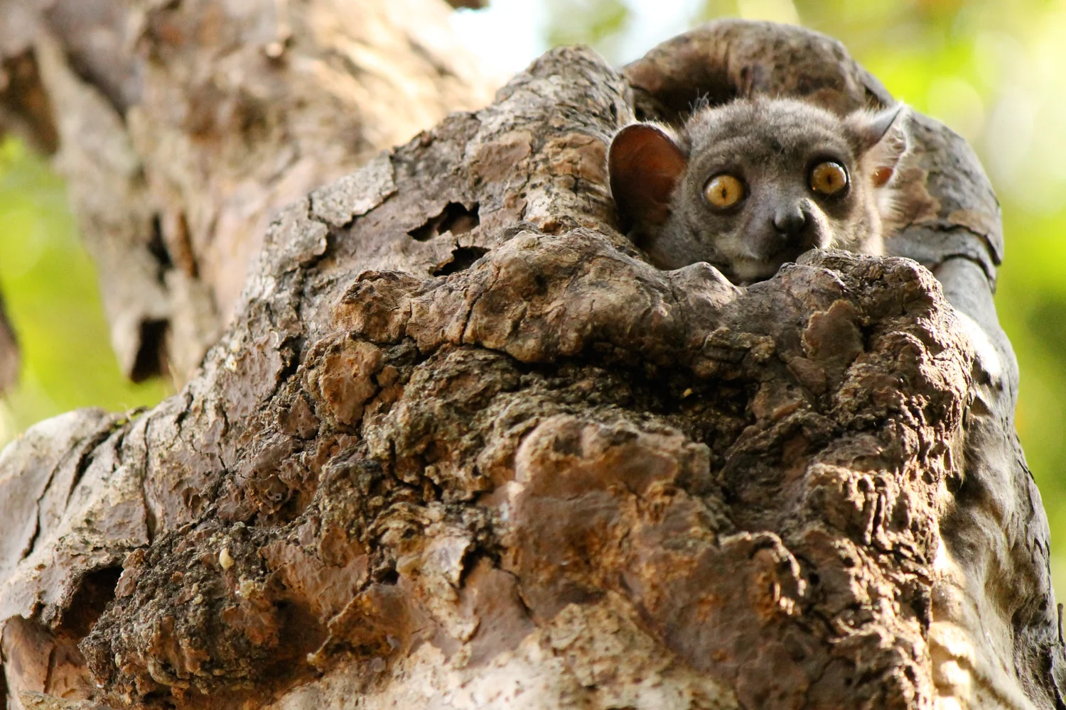 A nocturnal red-tailed sportive lemur waking up in Tsingy de Bemaraha National Park.