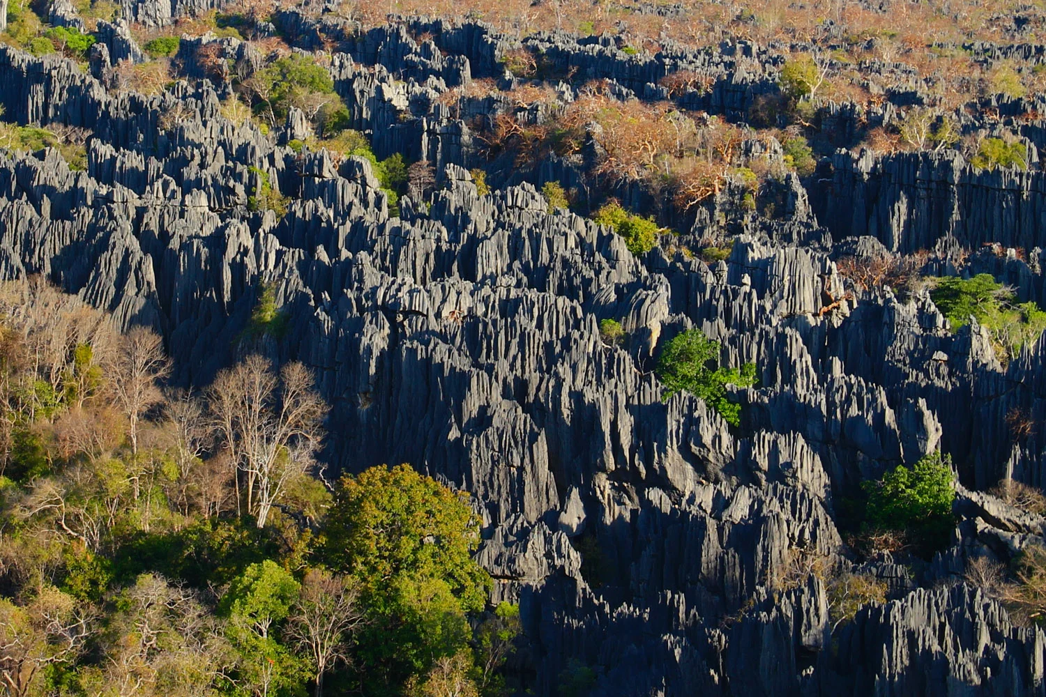 Limestone formations in Tsingy de Bemaraha National Park.