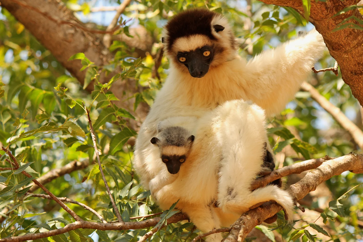 Verreaux's sifaka with baby in the Berenty Reserve.