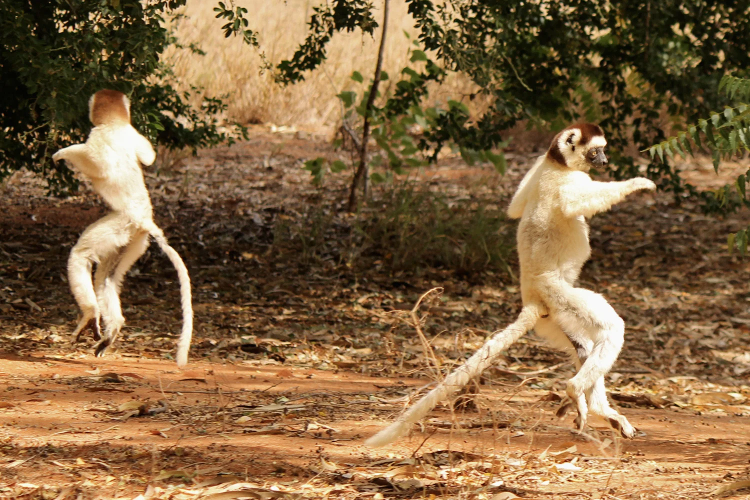 Verreaux's sifakas dancing around in Berenty Reserve.