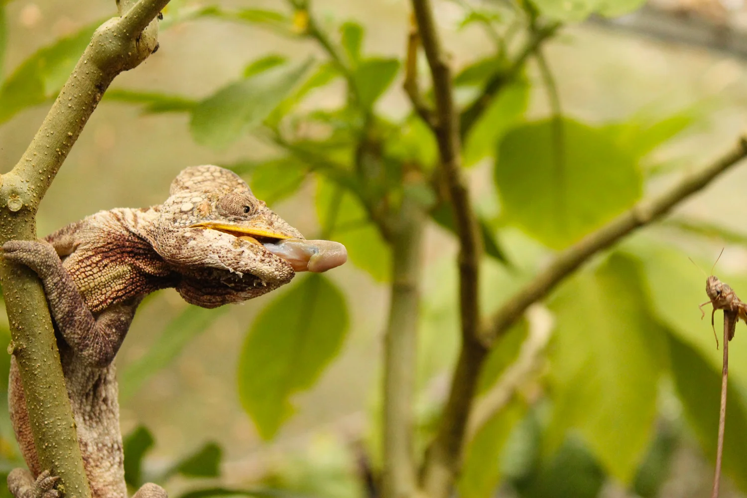 Oustalet's chameleon about to strike in Peyrieras Reserve.
