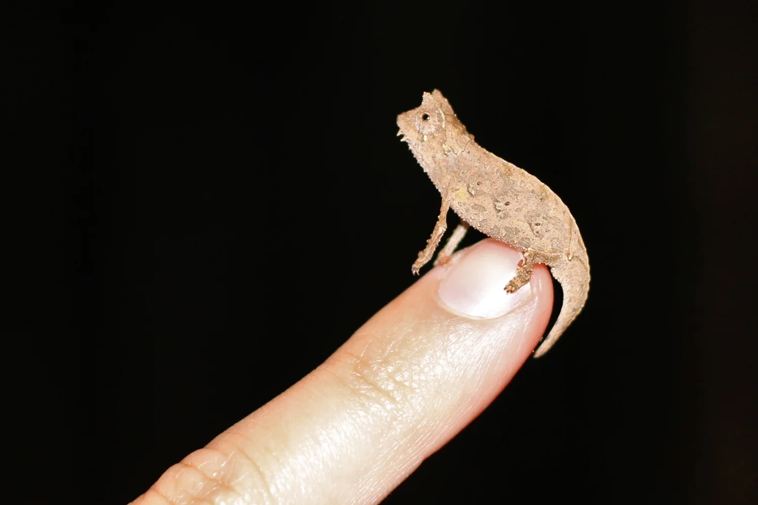 Baby chameleon in Mitsinjo Reserve.