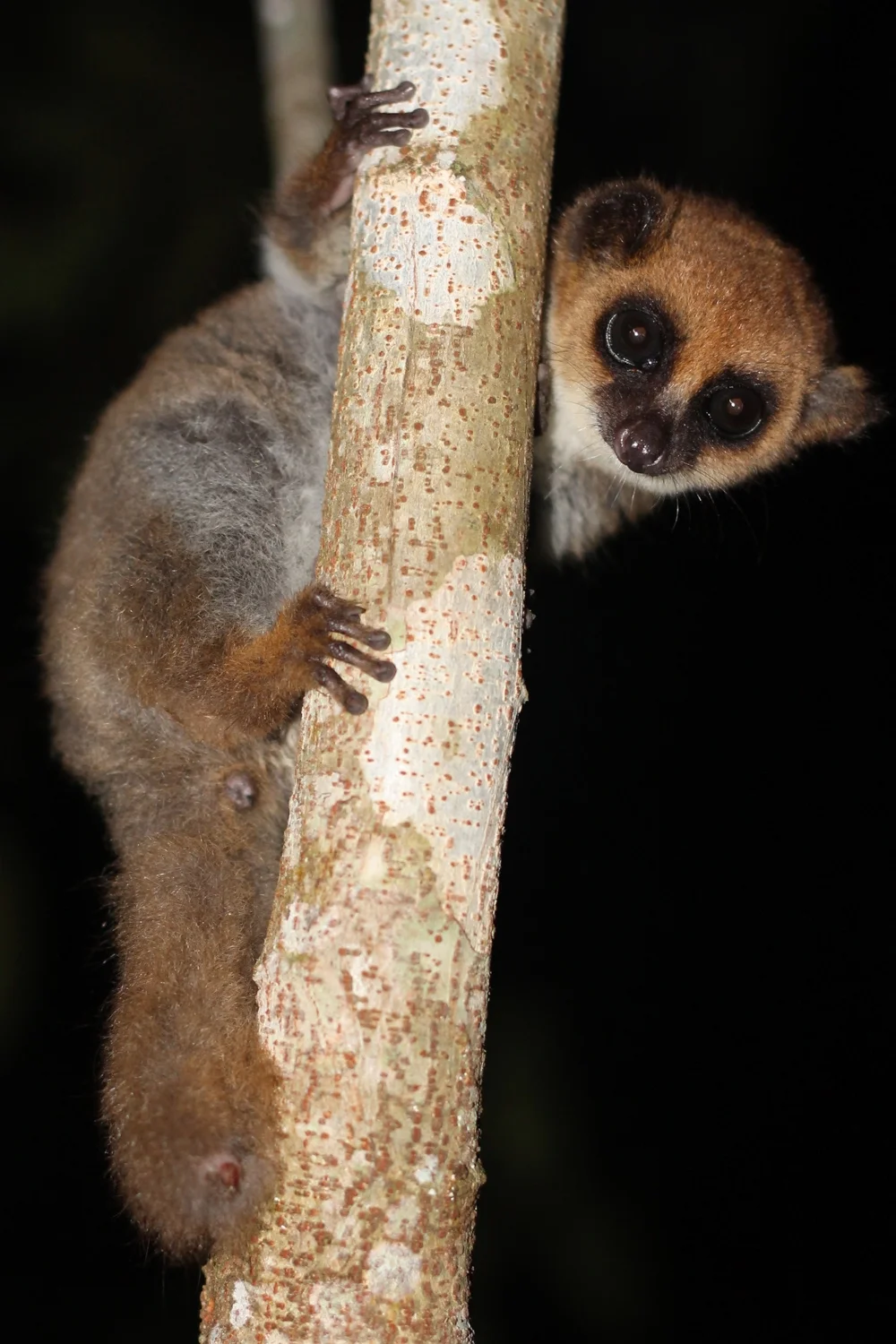 Fat-tailed dwarf lemur in Mitsinjo Reserve.