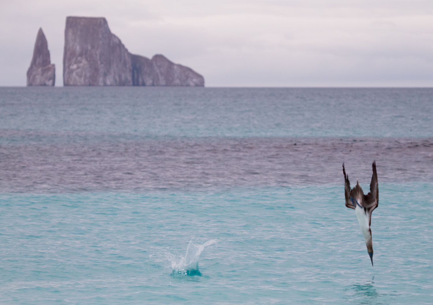 Blue-footed boobies diving for fish near Cerro Brujo Island.
