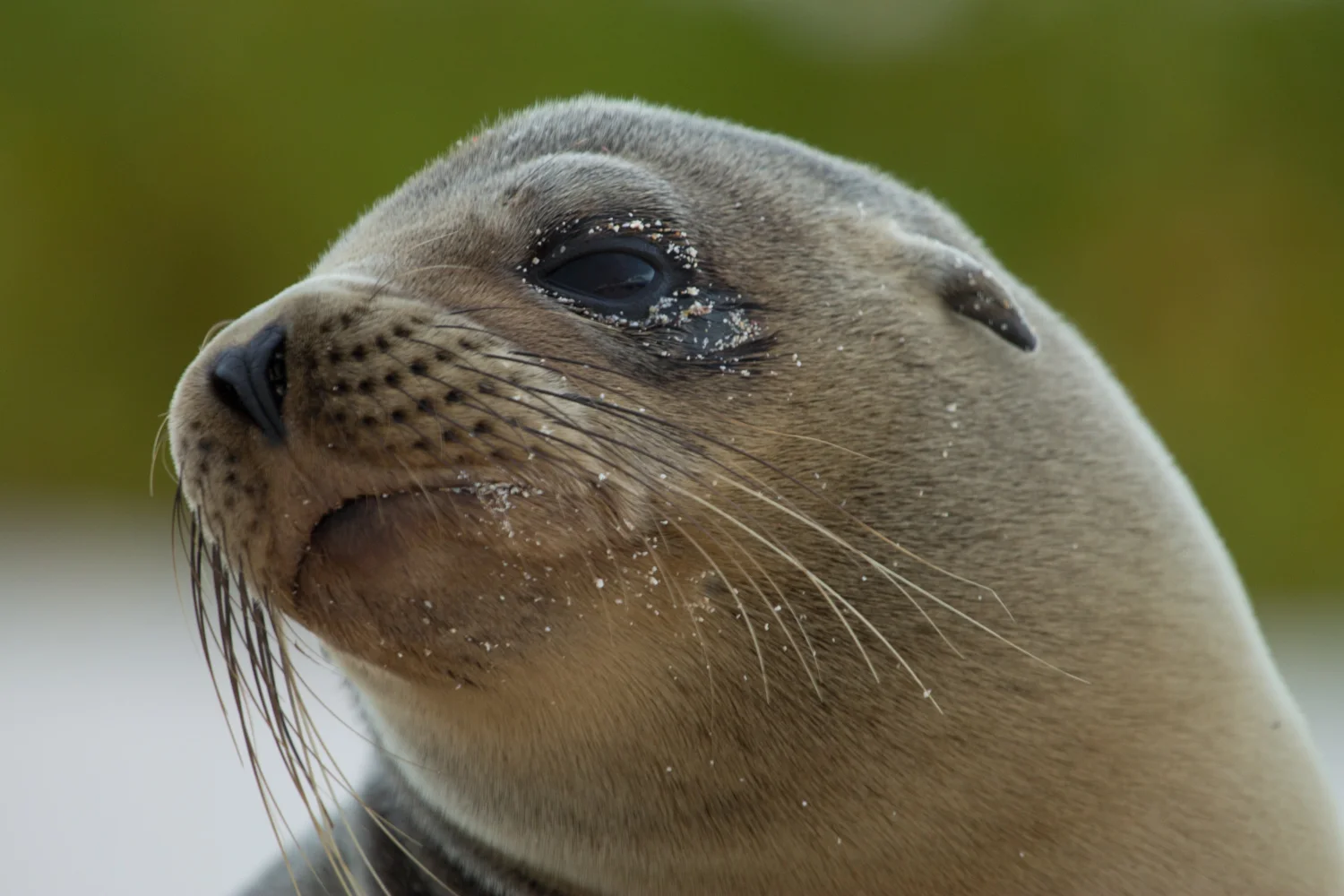 Sea lion on Cerro Brujo Island.