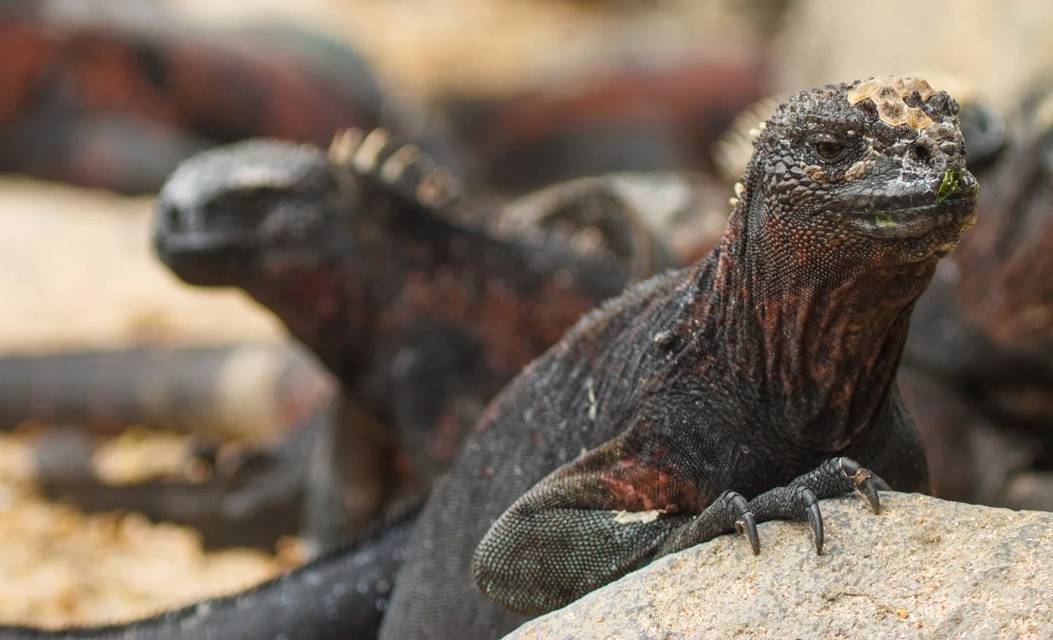 Marine iguanas piled up on the beach at Punta Suarez on Espanola Island.