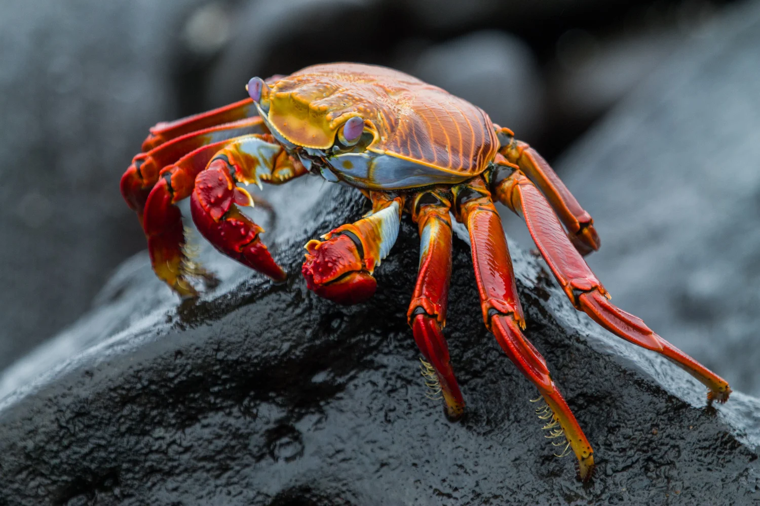 Sally Lightfoot crab.