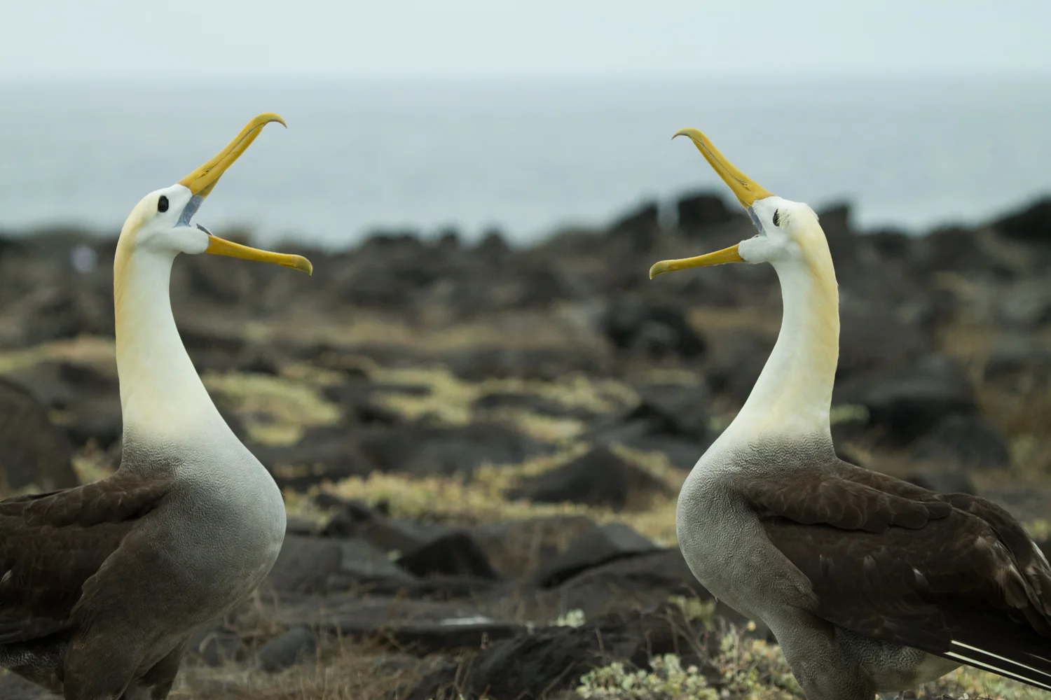Waved Albatross mating dance on Espanola Island.