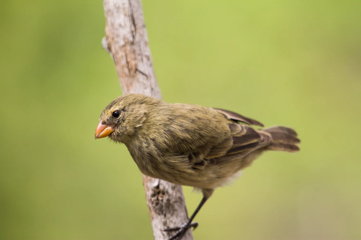 Darwin's finch on Santa Cruz Island.