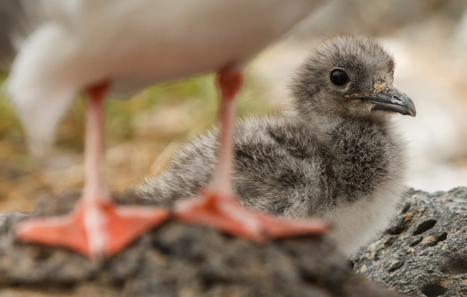 Baby Galapagos gull.