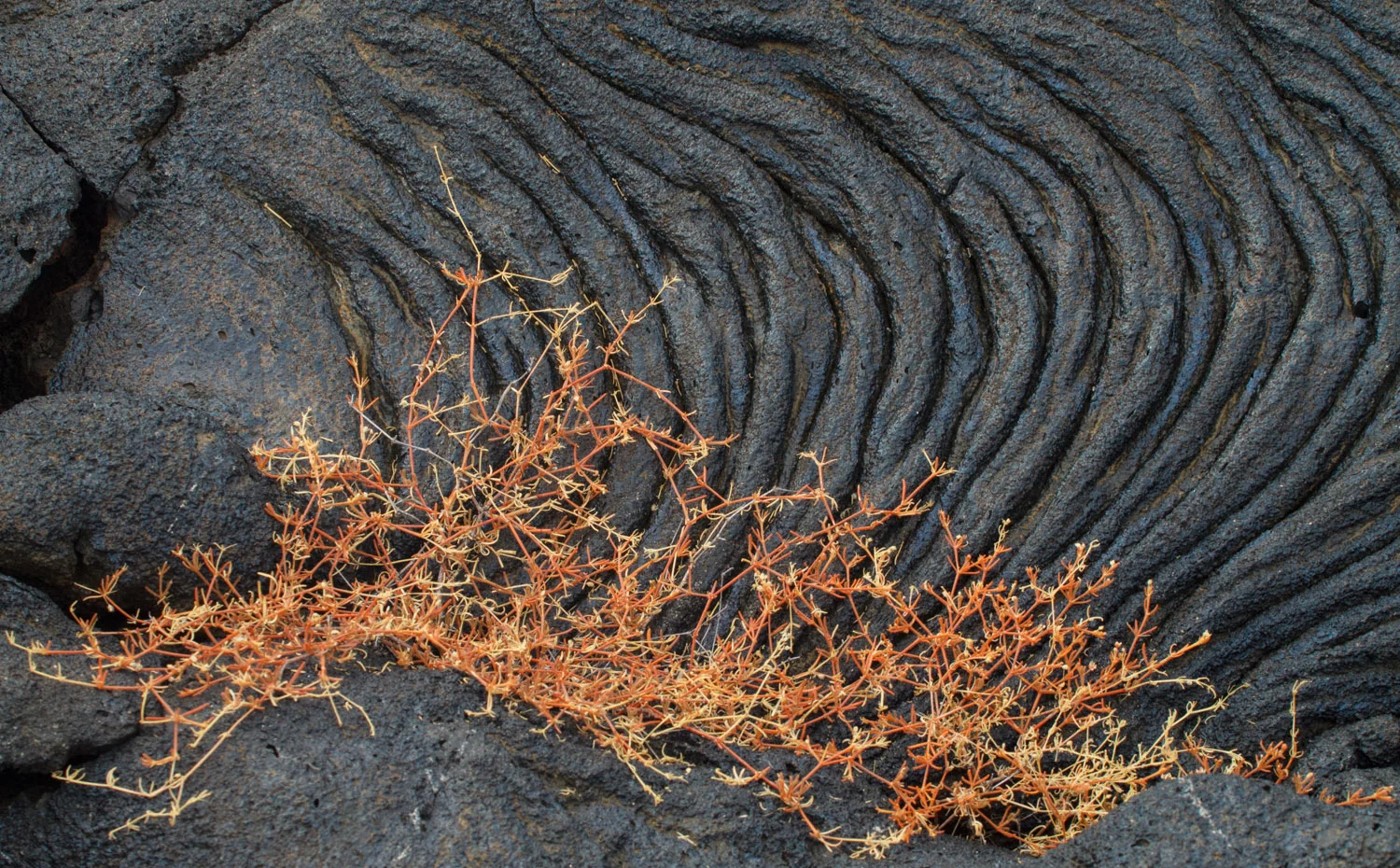 Lava flow at Sullivan Bay on Santiago Island.