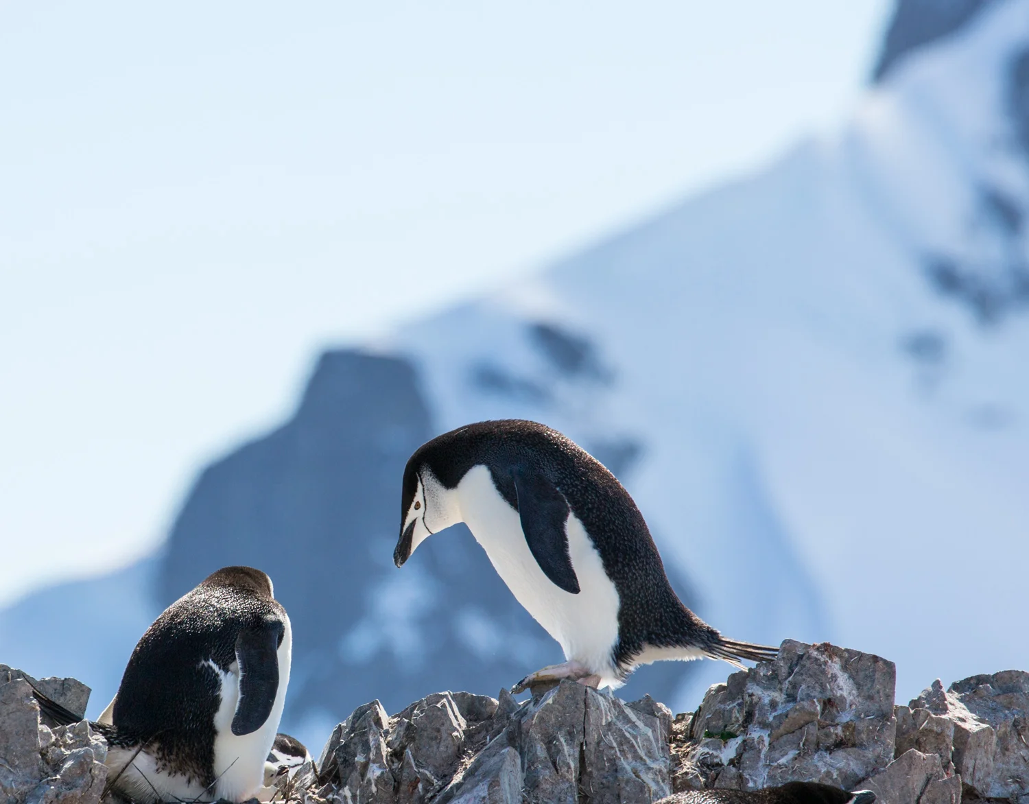 Chinstrap penguins, high above Orne Harbor.