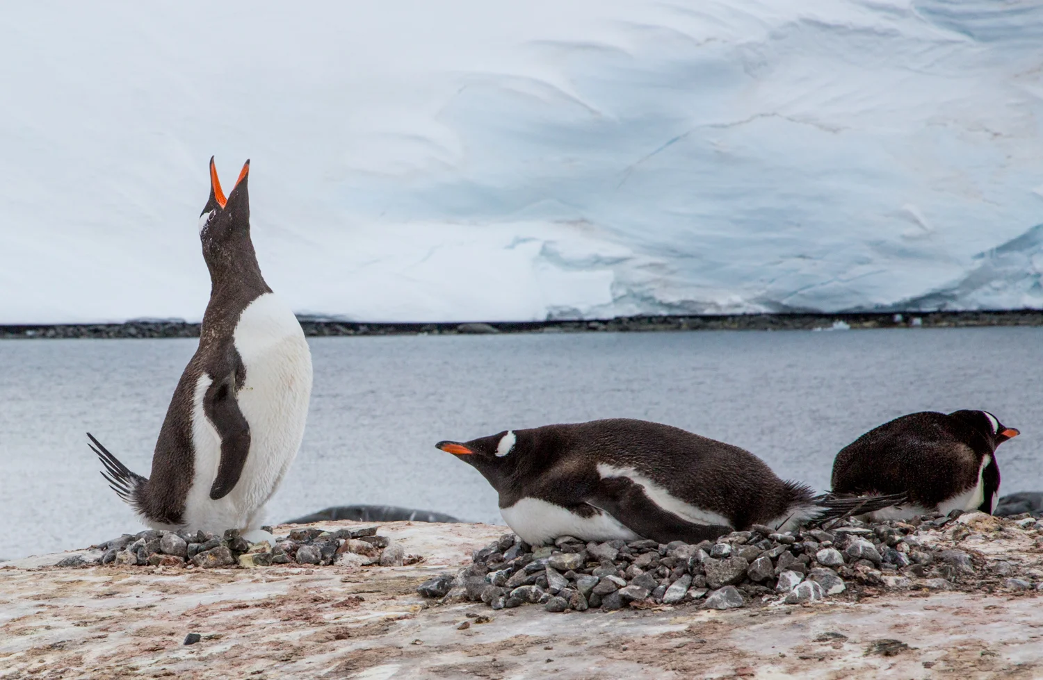 Gentoo penguins with eggs in their rock nests at Port Lockroy, Goudier Island.