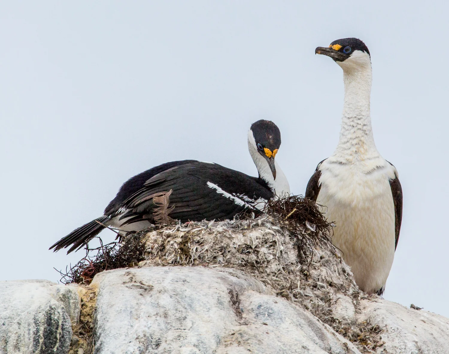 Blue-eyed shags nesting on Jougla Point, Wiencke Island.