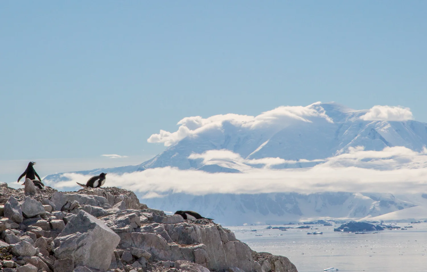 Penguins in Neko Harbor, Antarctic Peninsula.