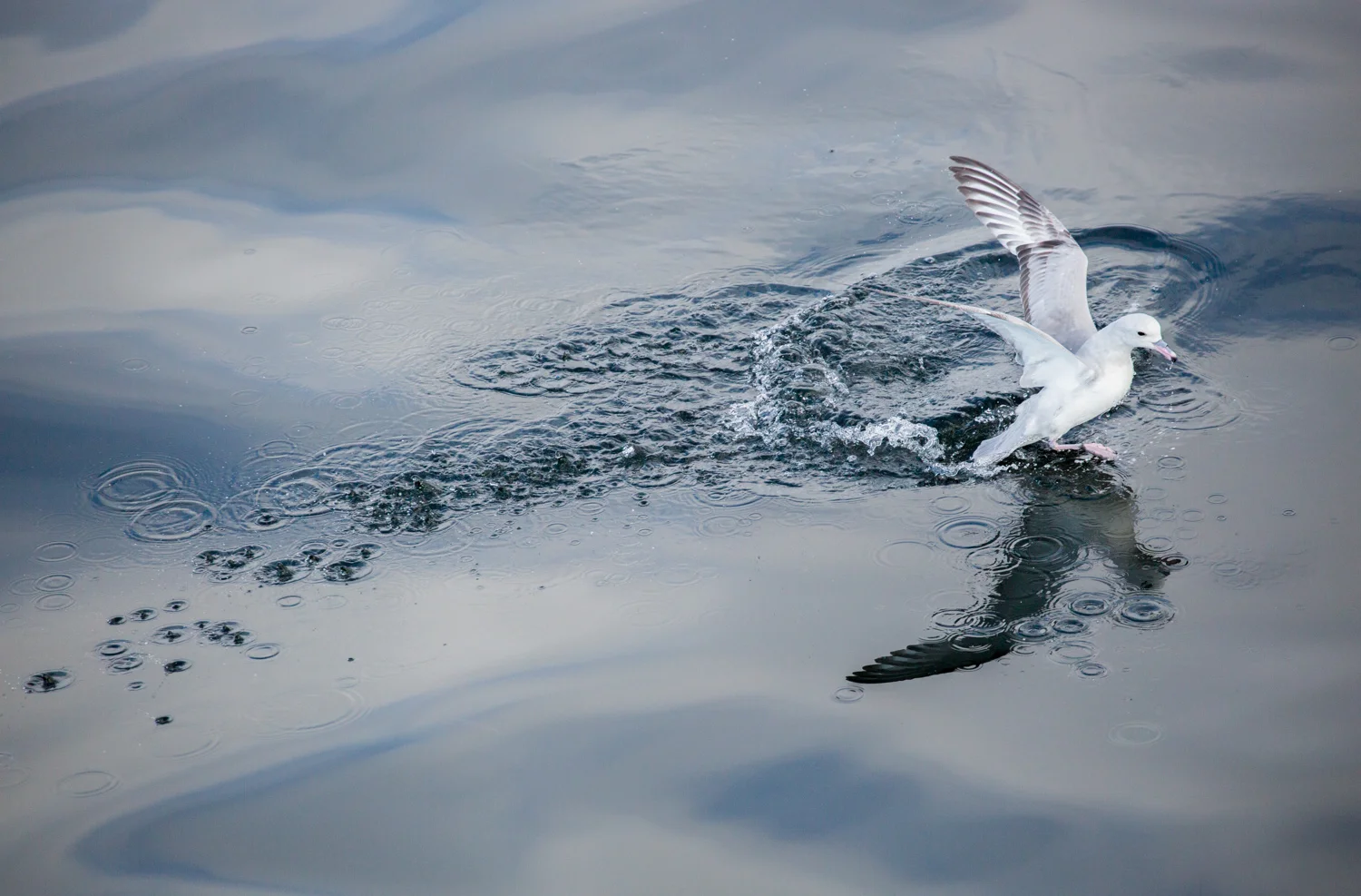 Antarctic fulmar in the Gerlache Strait.