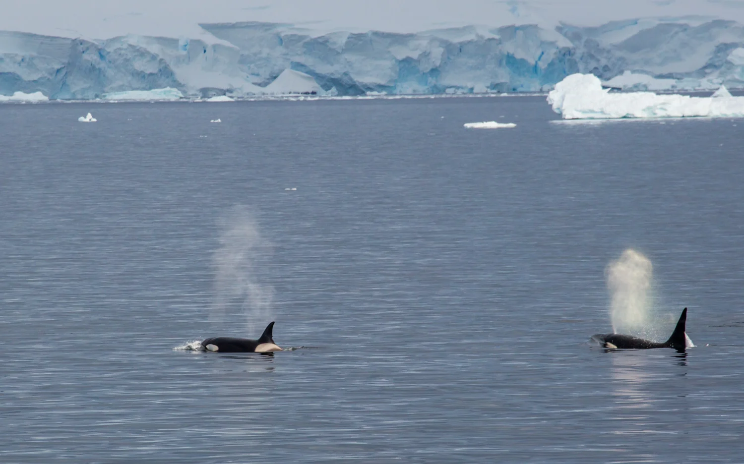 Killer whales in the Gerlache Strait.