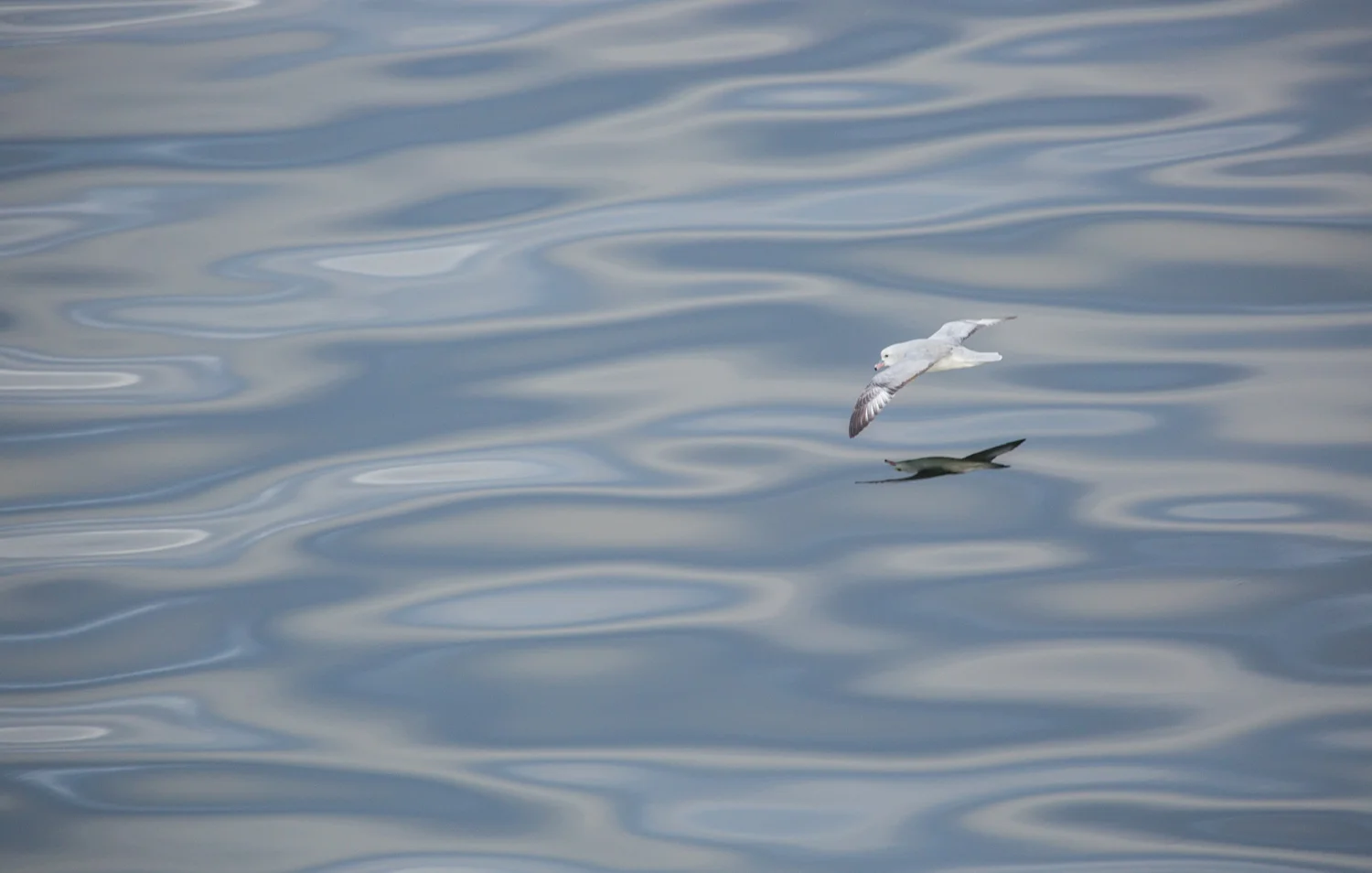 Antarctic fulmar in the Gerlache Strait.