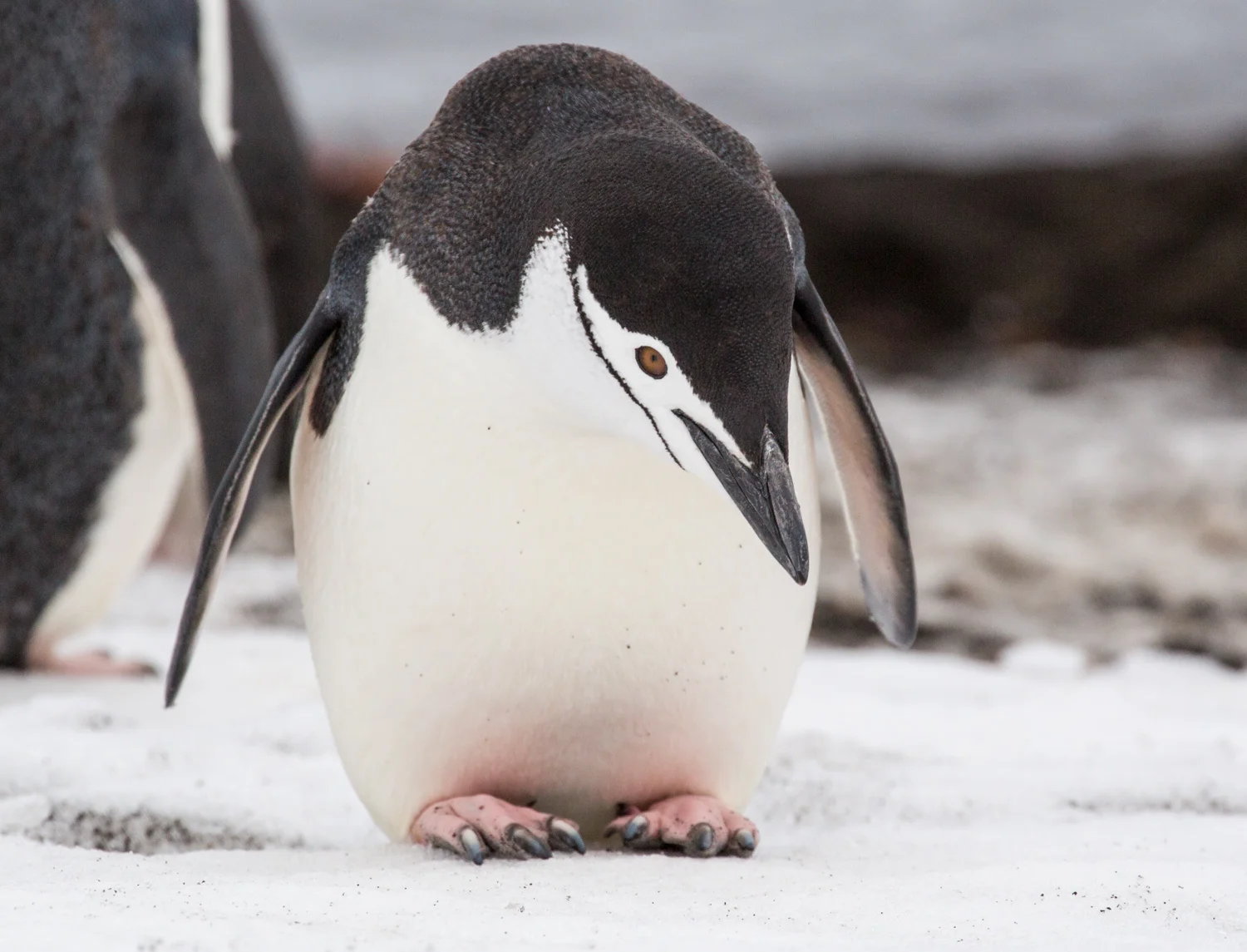 Chinstrap penguin at Telefon Bay.
