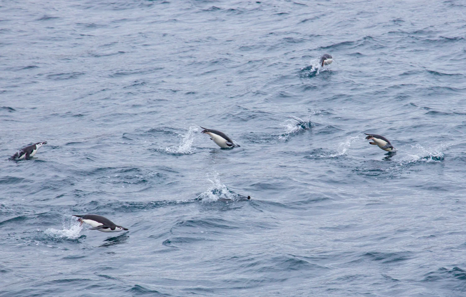 Chinstrap penguins swimming in the Bransfield Strait, near the South Shetland Islands.